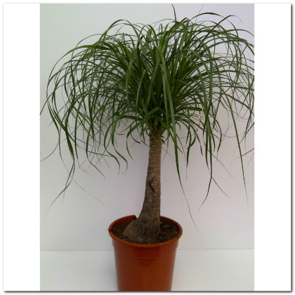 BEAUCARNEA Ø:22