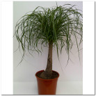 BEAUCARNEA Ø:22