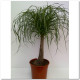 BEAUCARNEA Ø:22