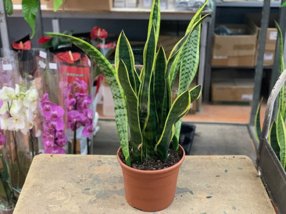 SANSEVIERIA TRIFASCIATA LAURENTII Ø19