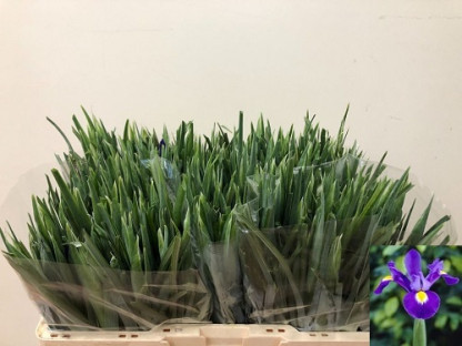 IRIS BLUE MAGIC 50CM X10 TLLS.AZUL