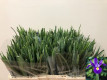 IRIS BLUE MAGIC 50CM X10 TLLS.AZUL