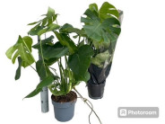 MONSTERA DELICIOSA Ø21