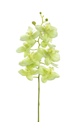 PHALAENOPSIS 40 CM VERDE