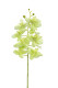 PHALAENOPSIS 40 CM VERDE