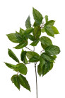 SALAL HOJA VERDE 74 CM