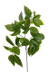 SALAL HOJA VERDE 74 CM