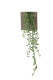 SENECIO 60 CM VERDE