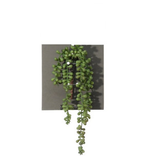 SENECIO 34 CM VERDE