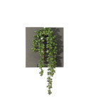 SENECIO 34 CM VERDE