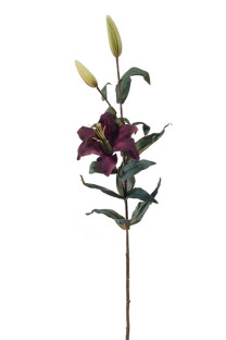 LILIUM MORADO