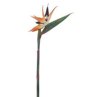 STRELITZIA 95 CM NARANJA