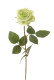 ROSA 66 CM VERDE