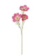 COSMOS 65 CM FUCSIA