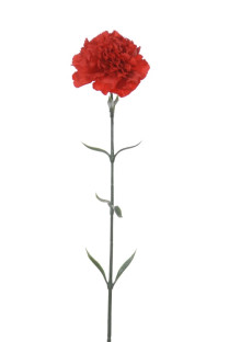 OEUILLET CLAVEL 67 CM ROJO