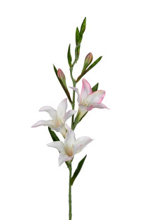 GLADIOLO 70 CM BL/ROSA