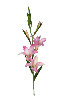 GLADIOLO 70 CM ROSA