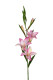 GLADIOLO 70 CM ROSA