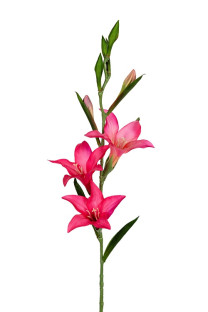 GLADIOLO 70 CM FUCSIA