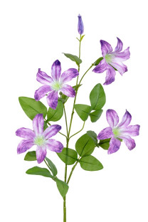 CLEMATIS 90 CM MALVA