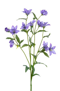 CAMPANULA 80 CM MALVA