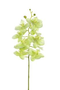 PHALAENOPSIS 40 CM VERDE