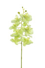 PHALAENOPSIS 40 CM VERDE