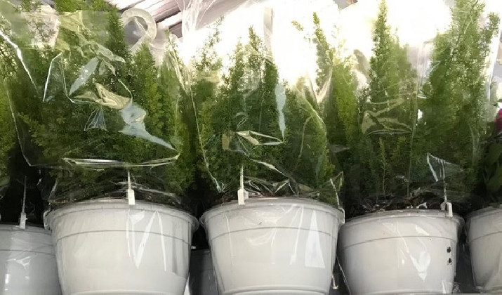 ASPARAGUS Ø22