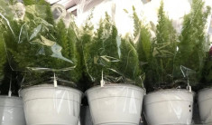 ASPARAGUS Ø22