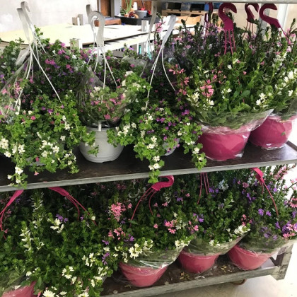 SCAEVOLA AEMULA Ø22
