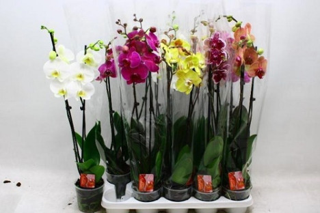PHALAENOPSIS MIX Ø:12-70CM.2T.