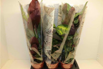 CALATHEA