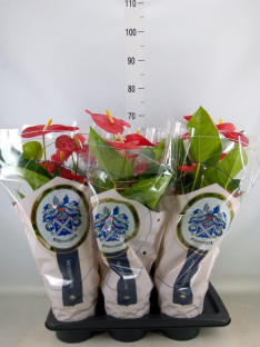 ANTHURIUM ANDREAUM RED Ø:17