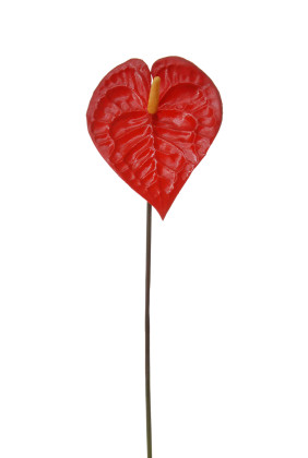 ANTHURIUM ROJO