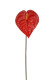 ANTHURIUM ROJO