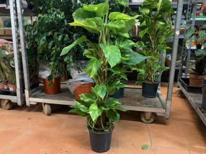 POTHOS TUTOR Ø:18-98CM.