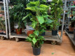 POTHOS TUTOR Ø:18-98CM.
