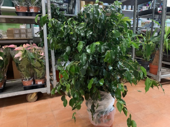 FICUS BENJAMIN Ø:20-105CM