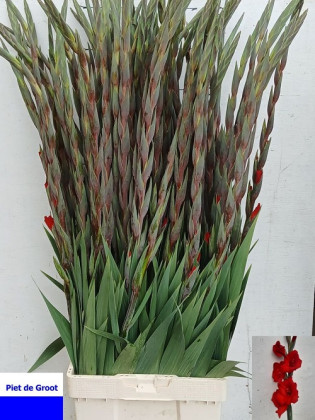 GLADIOLO COSTELLO 120CM X10 TLLS.ROJO
