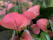 ANTHURIUM MAINE Ø17.ROSA