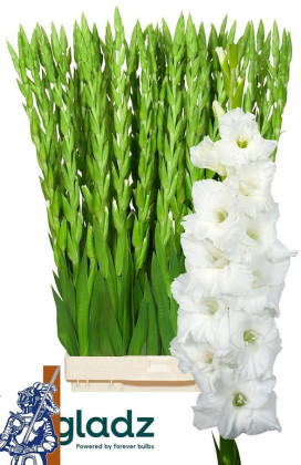 GLADIOLO ESSENTIAL 120CM X10 TLLS.BLANCO
