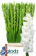 GLADIOLO ESSENTIAL 120CM X10 TLLS.BLANCO