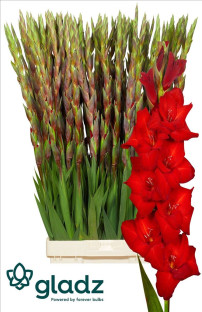 GLADIOLO RED BALANCE 120CM X10 TLLS.ROJO