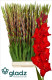 GLADIOLO RED BALANCE 120CM X10 TLLS.ROJO