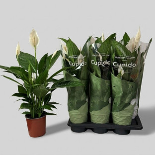 SPATHIPHYLLUM CUPIDO Ø:17