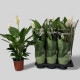SPATHIPHYLLUM CUPIDO Ø:17
