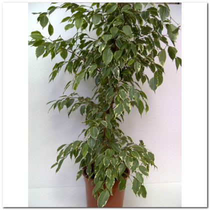 FICUS GOLDEN KING Ø21