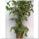 FICUS GOLDEN KING Ø21
