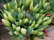 TULIPAN BLANCO POMO X10 TLLS.