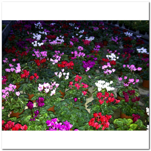 CYCLAMEN MINI Ø:10,5
